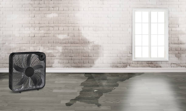Best Basement water damage restoration  in Weedsport, NY